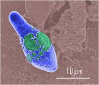 La Toxine Botulique